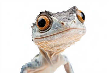 Close Up of a Gray and Blue Speckled Reptile with Orange Eyes