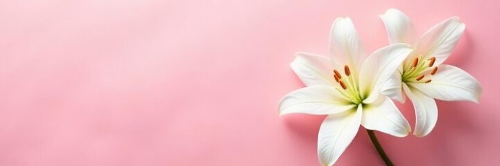 Fototapeta premium Delicate white lily blooms on a soft pink background, pure, pink background, floral