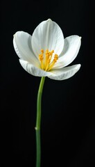 Fototapeta premium Delicate White petals unfolding on a dark canvas, blossom, bloom, isolated