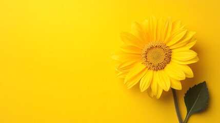 Vibrant Yellow Sunflower on Sunny Yellow Background A Summer Bloom