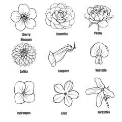 Hand drawn vector sketch set of sub-tropical flower illustration line art Cherry Blossom,Camellia, Peony, Dahlia, Foxglove, Wisteria,Hydrangea, Lilac, Forsythia isolated on white background
