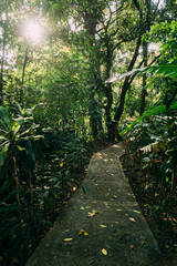 Sunstar on a Path Through the Jungle