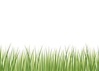 Fresh green grass image for bottom border