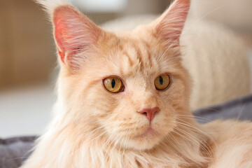 Cute beige Maine Coon cat at home, closeup