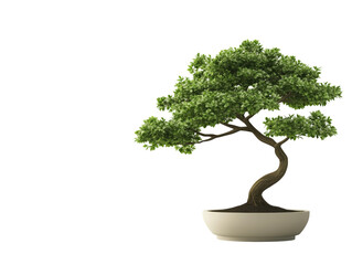 Minimalist Bonsai Tree in Ceramic Pot on White Background