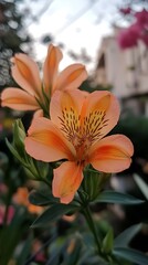 Vibrant Peach Alstroemeria Lily Blossom with Intricate Markings and Soft Outdoor Light
