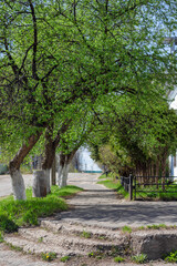 A peaceful spring street in Russia with lush green trees, a worn-out sidewalk, and white-painted trunks. Sunlight filters through the leaves, creating a warm and cozy atmosphere