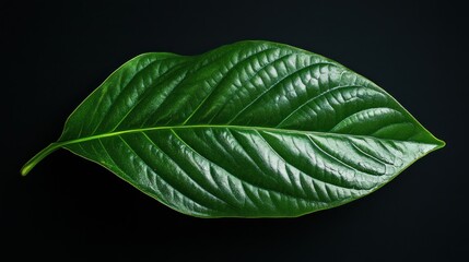 Obraz premium Close-up of a vibrant green leaf on a dark background