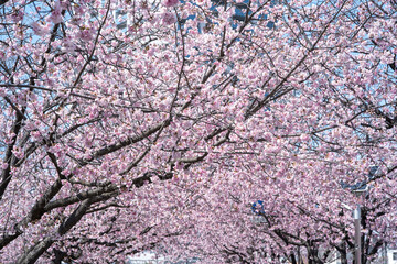 緋桜のある風景