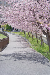 緋桜のある風景