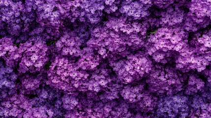 Obraz premium A dense cluster of vivid purple hydrangeas creates a stunning floral scene.
