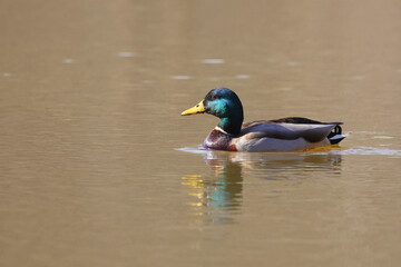 Colorful male mallard duck paddling on lake on a sunny day. 