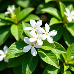 Obraz premium Close-up of white jasmine flowers blooming on green bush in sunny garden, bush, summertime