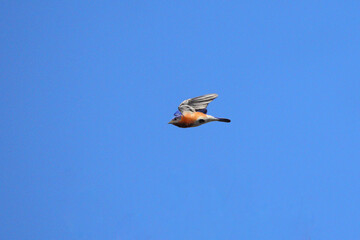 Male bluebird in flight against a spring blue sky. 