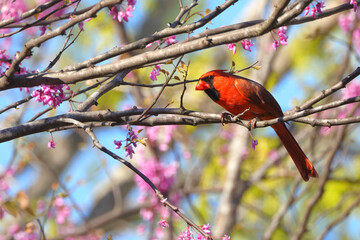 Male northern cardinal red bird perched in blooming redbud tree in spring. 