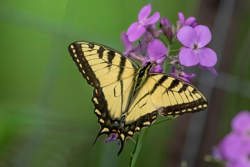 swallowtail butterfly on flower