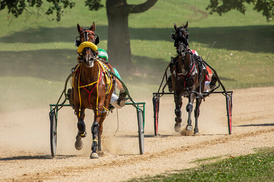 harness race horse