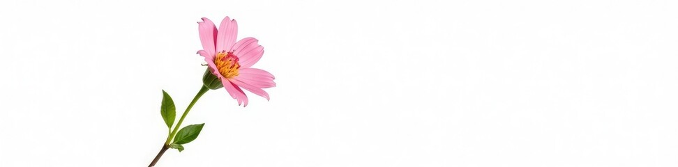 Fototapeta premium Single stem of a flowering plant against a bright white background, flowers, isolated, closeup