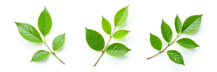 Fototapeta premium Three isolated branches with green leaves on white background, twig, greenery