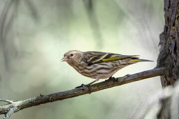 yellow bird on a branch