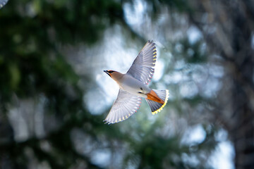 waxwing bird in flight