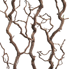 dry old jungle vines isolated on transparent background