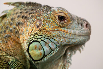 green iguana close up