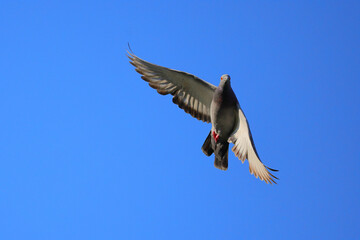 Pigeon in flight against sunny blue sky. 