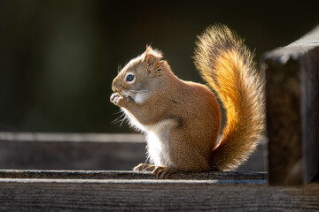squirrel eating nut