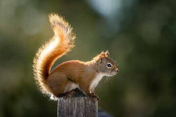 squirrel in the park