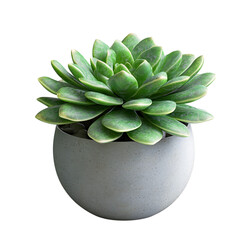 A 3D Potted Succulent with Round Green Leaves Isolated on Transparent Background