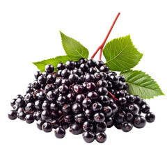 Luscious Elderberries Freshly Picked Dark Berries and Green Leaves Nature's Bounty