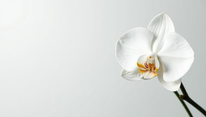 Fototapeta premium Delicate white orchid blossom against pure white backdrop, bloom, texture, white orchid