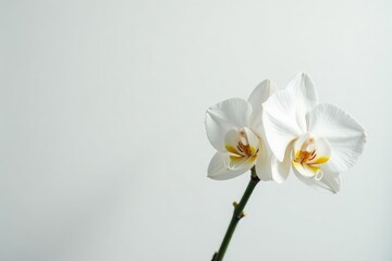 Obraz premium Delicate white orchid blossom against pure white backdrop, elegant, bright, summer