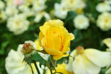 Yellow Rose Flowers With Green Leaves In Garden