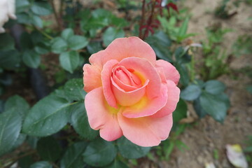 A Blooming Multi Colored Pink Rose Flower