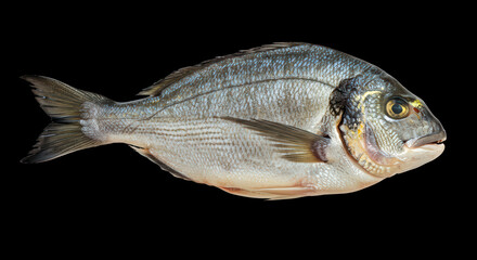 Fototapeta premium Fresh sea bream fish isolated on a clean white background