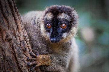 Lemur © Anthony