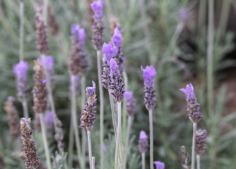 Obraz premium Mass of purple flowers on lavender plants in a garden