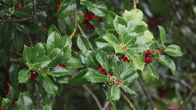 Rain Falling on Holly Leaves