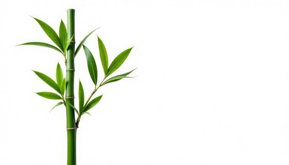 Single stem of a bamboo plant isolated on white background, foliage, bamboo, greenery
