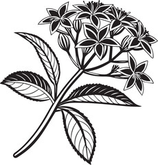 verbena flower vector, black and white flowers, verbena flower silhouette vector black and white