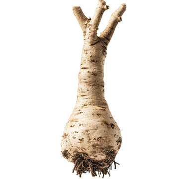 Unique plant bulb earthy tones natural beauty captivating roots intriguing shape