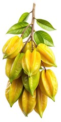 A Bunch of Ripe Star Fruits Hanging on a Branch with Lush Green Leaves