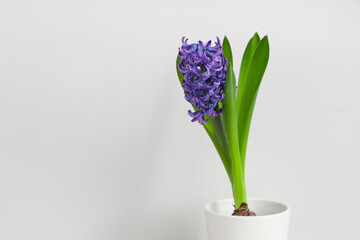 Beautiful purple hyacinth flower in pot on white background