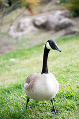 Goose alone in the wild