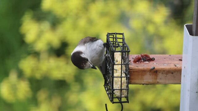 Grey Jay eating a suet cake