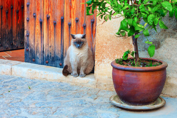 Siamese cat sitting on a stone doorstep beside rustic wooden door adorned with metal studs. To its...