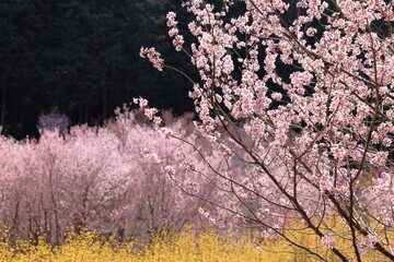 日本周遊　初夏の陽気の東秩父あたり