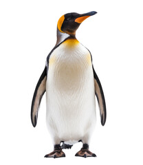 Naklejka premium king penguin isolated on white background